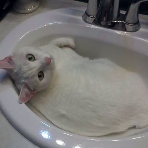 Meet your Posher, Dawn